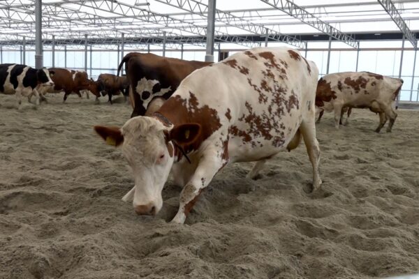 Koeien in zandbed: boer bouwt innovatieve stal