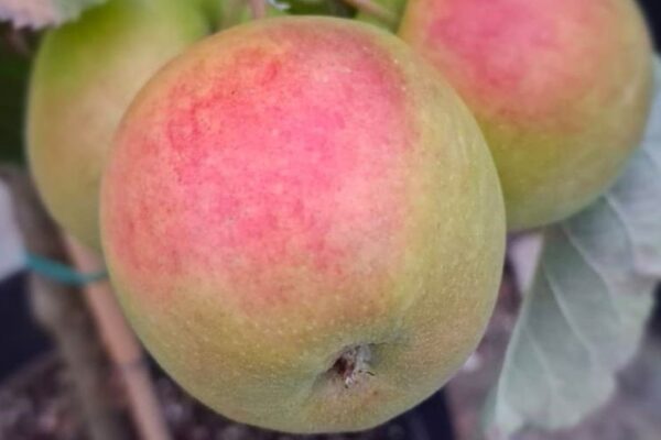 Week van Ons Eten: dit zijn de genomineerden uit Oost-Achterhoek voor de Gelderse Waarde-Ring 2025